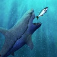 程序图标：MY Hungry Survival Shark …
