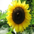Symbol des Programms: Beautiful Sunflowers Scre…