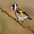 Goldfinch singing