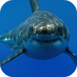 Programikonen: White Shark HD Video Wall…