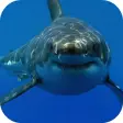 White Shark HD Video Wallpaper