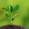 Programikonen: Environmental Ecology