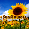 程序图标：Summer Wallpaper Sunflowe…