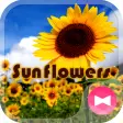 Summer Wallpaper Sunflowers