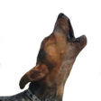 Icono de programa: Barking Dog Sounds