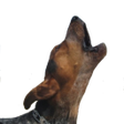 Icon of program: Barking Dog Sounds