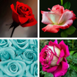 Programikonen: Rose HD Wallpapers