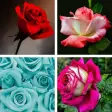 Rose HD Wallpapers
