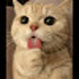 Programın simgesi: Cat gifs Wallpaper