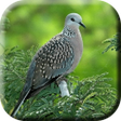ไอคอนของโปรแกรม: Burung Tekukur Pemikat Am…