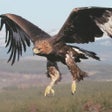 プログラムのアイコン：Eagle Wallpapers Hd
