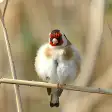 Goldfinch claim