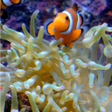 Programikonen: Real Fish Live Wallpaper