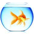 プログラムのアイコン：Goldfish Live Wallpaper P…