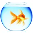 Goldfish Live Wallpaper Pro
