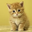 ไอคอนของโปรแกรม: Cute Animals - Aww