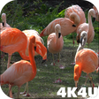 Programikonen: 4K Flamingo Video Live Wa…