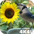 Programikonen: 4K Birds Bath Live Wallpa…