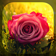 Ikona programu: Roses