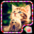 Иконка программы: Cute Kittens Live Wallpap…