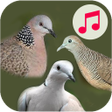 Masteran Burung Anggungan icon