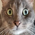 Kitter: Live Cat Pics icon