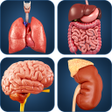 أيقونة البرنامج: My Organs Anatomy