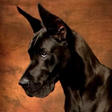 Programın simgesi: Great Dane Dog Simulator