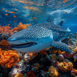 Icon of program: The Whale Shark