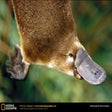 Ikona programu: National Geographic Platy…