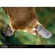 National Geographic Platypus Wallpaper