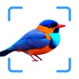 Programikonen: The Bird Identifier App