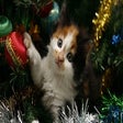 Programikonen: Christmas Cat Wallpaper H…