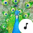 Peacock Sounds