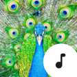 Programikonen: Peacock Sounds