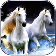Programikonen: Horse Wallpaper