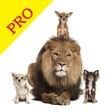 أيقونة البرنامج: Animal Sounds Pro  Bird N…