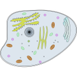 Biểu tượng của chương trình: Biological process
