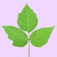 Icoon van programma: Poison Ivy