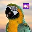Programikonen: Parrot Sounds & Ringtones