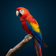 Ícone do programa: Parrot Sounds & Ringtones