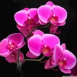 プログラムのアイコン：Orchid Wallpapers
