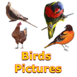 Programikonen: Birds Names with Pictures…