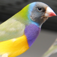 プログラムのアイコン：Birds Singing: Wild Birds