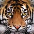 ไอคอนของโปรแกรม: Ultimate Tiger Simulator …