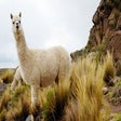 Ícone do programa: Llama New Tab