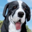 Programikonen: Dog Simulator : Puppy Pet…
