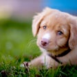 Ícone do programa: Encyclopedia of Dogs
