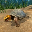 プログラムのアイコン：Box Turtle Simulator