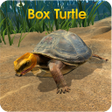 Ikon program: Box Turtle Simulator